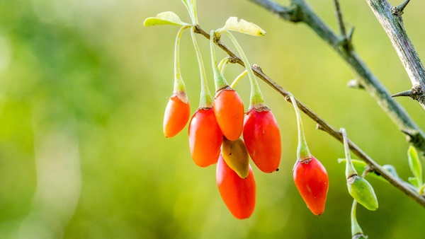 Bayas de Goji